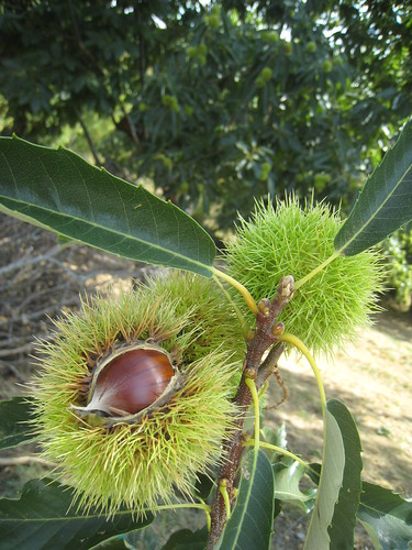 Chestnut trees in Portugal