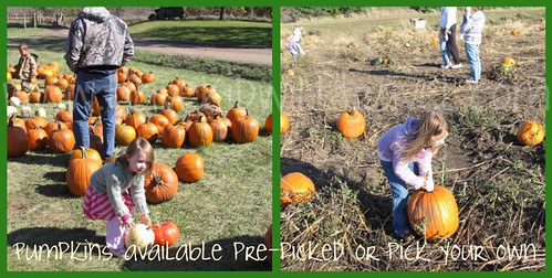 Pumpkin pickin at Center Grove Orchard, Cambridge, Iowa collage