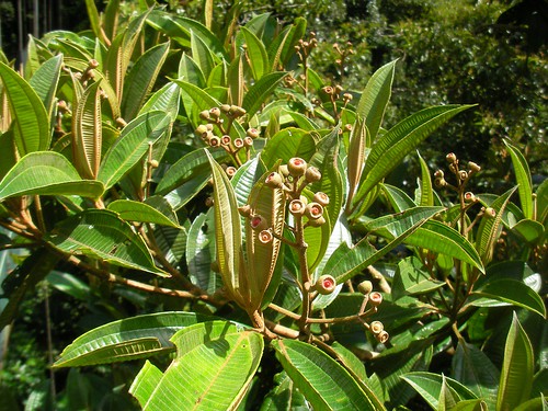 Tree in Monteverde Cloudforest