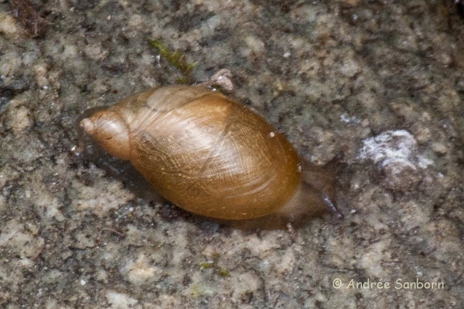 Terrestrial Gastropod (land snail)-4.jpg