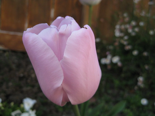 鬱金香（tulip）