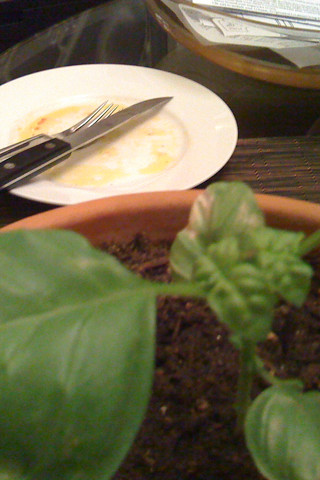 basil - sprout after pinch