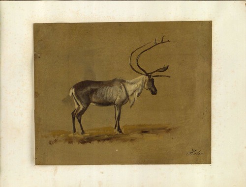 sketch of stag - 19th century