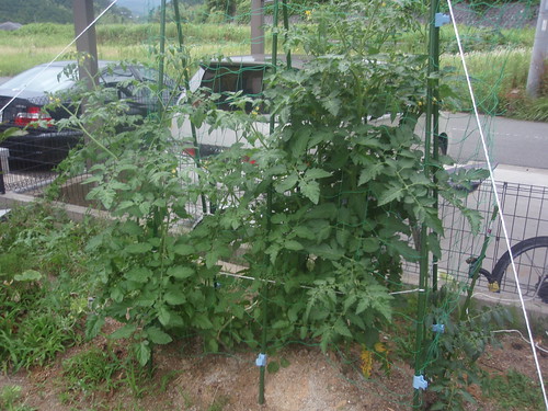 tomatoes (and weeds)