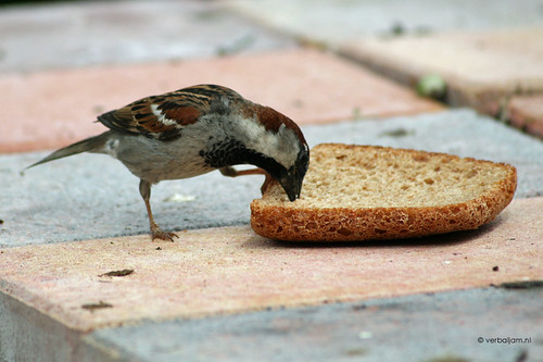 Sparrow and bread
