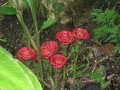 Siam Rose, Hawaii Tropical Botanical Garden
