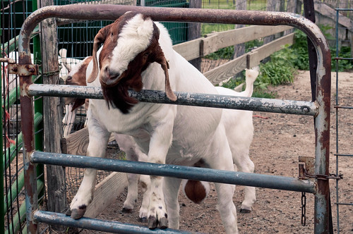 Goat Fence 1