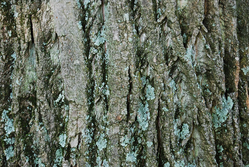 Tree Bark Texture 01