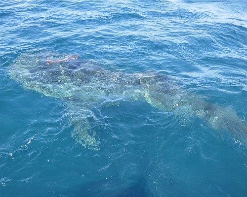 florida keys sharks. Whale Shark--Florida Keys by S