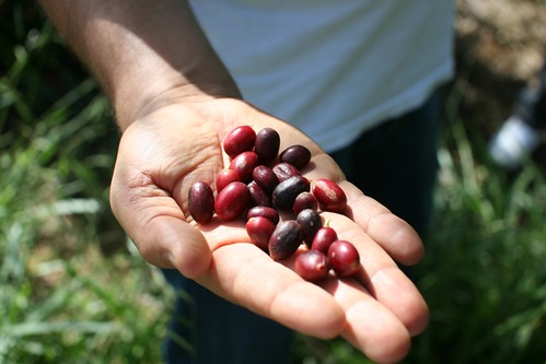 Some ripe, some overripe coffee cherries