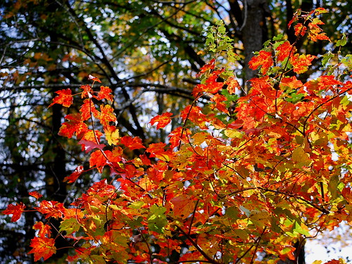 fall colors 4
