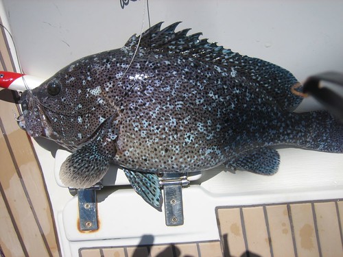 Southern lagoon: Beautiful grouper caught and released