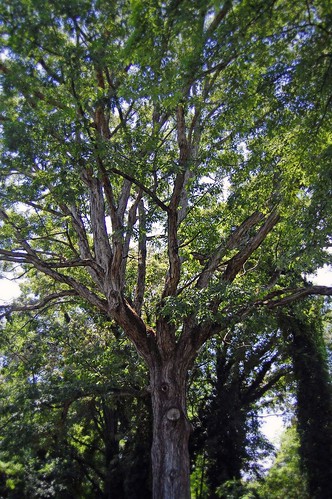 Summer Tree