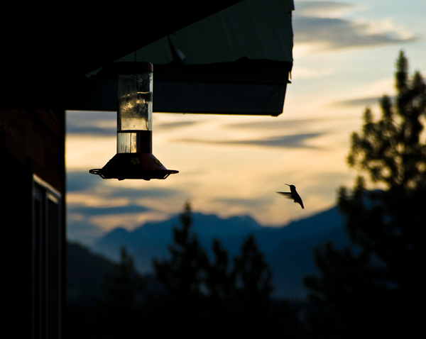 Calliope Hummingbird at dusk