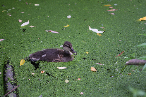 Duckling in duck weed