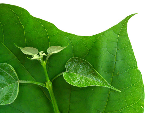 elm tree leaf. american elm tree leaf.