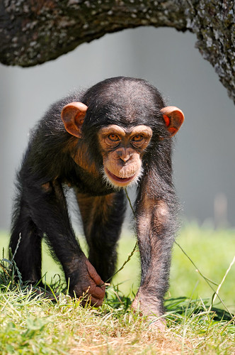 フリー画像| 動物写真| 哺乳類| 猿/サル| チンパンジー| 子猿|      フリー素材| 