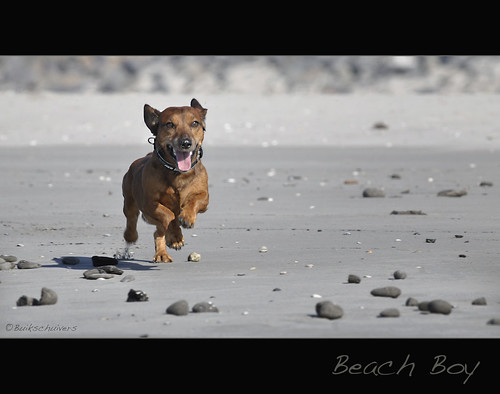 Beach Boy... by Buikschuivers