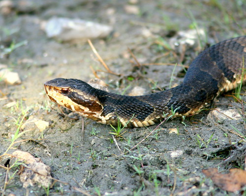 Cottonmouth20091025