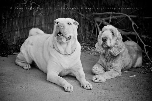 Lucy the Shar Pei and Buddy the Cocker Spaniel by twoguineapigs pet photography dog photographer