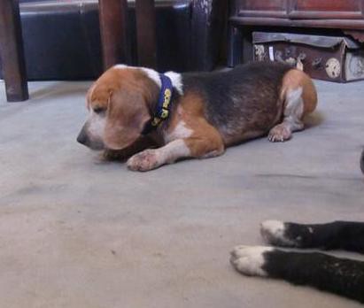 calm beagle needs a temporary foster 