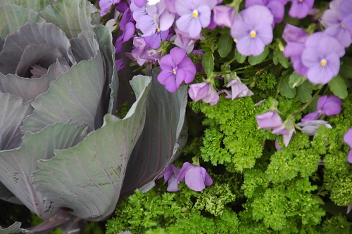 Violets, Parsley, and Cabbage