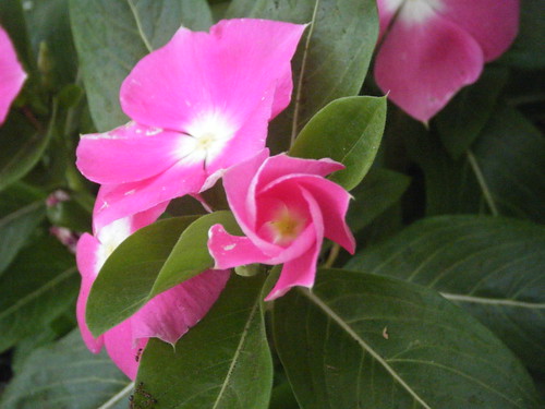 Pink vinca flower bloom