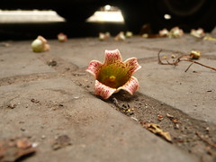 flor de asfalto