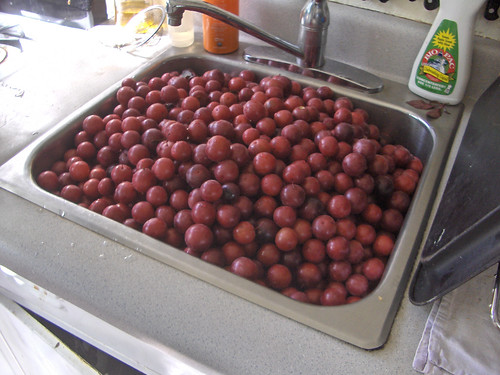 10 gallons of cherry plums!
