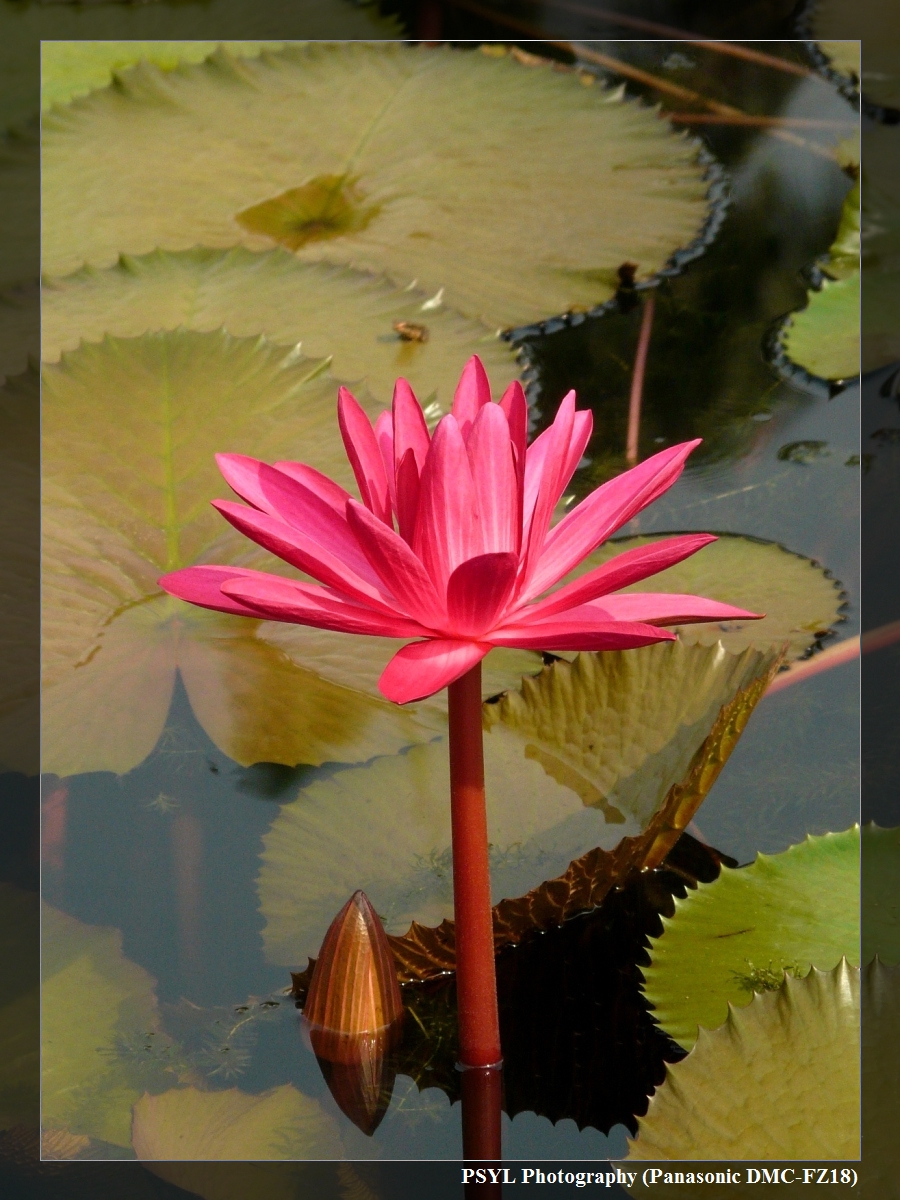 Blossoming Water Lilly