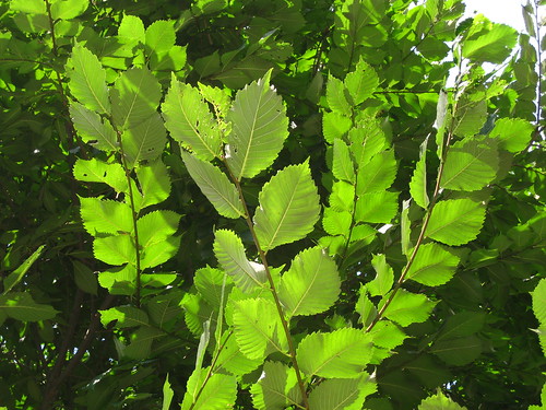 american elm tree leaf. american elm tree leaves.