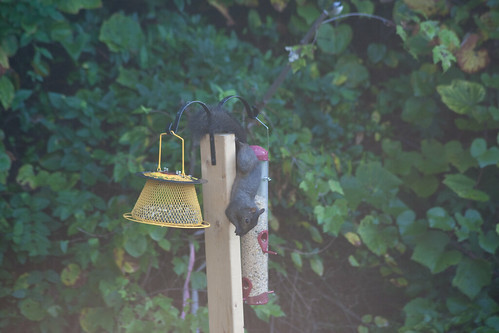 Squirrel Discovers the Bird Feeder