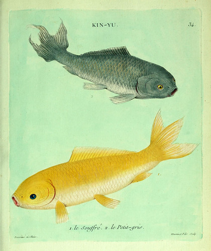 017- El pequeño gris y el Azufrado-Histoire naturelle des dorades de la Chine-Martinet 1780