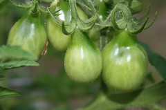 tomato cluster