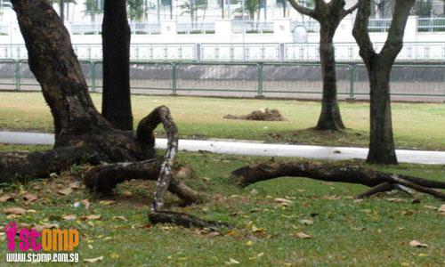 Trees along Tampines park connector are safety hazards in disguise