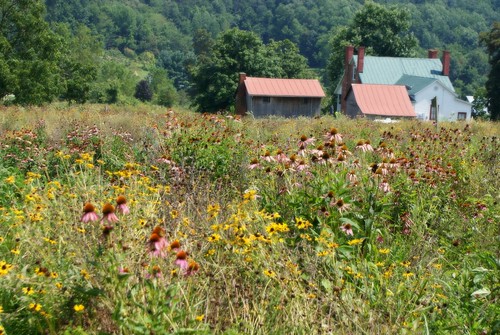 wildflower farm