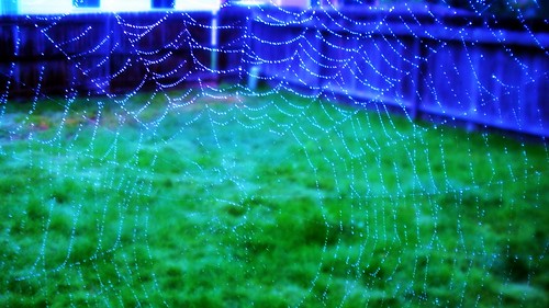 playing with the web by A writer afoot