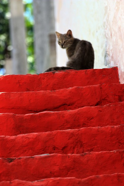 Red steps with cat