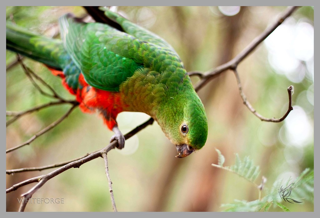 Australian King-Parrot at Sherbrooke Forest