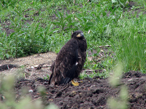 Eaglet On Ground