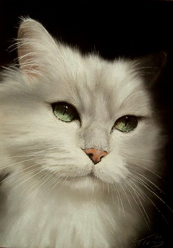 white cat 364 von Nordlichter4.