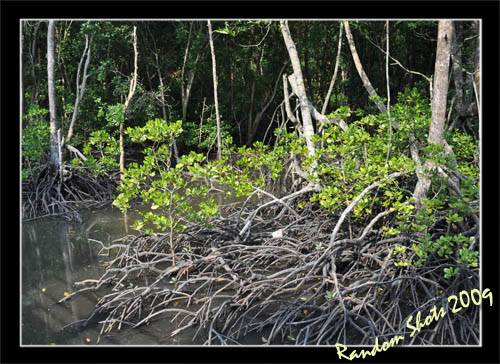 Mangrove 7