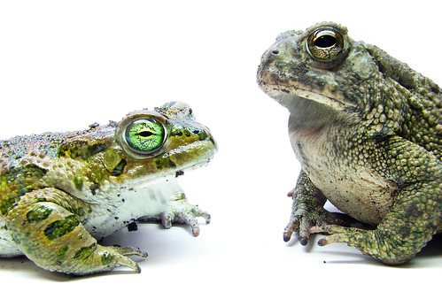  フリー画像| 両生類| 蛙/カエル|         フリー素材| 