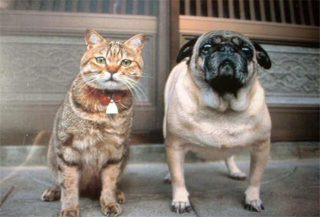 cats&dogs_20