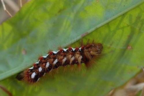 Acronicta rumicis | Zuringuil - Knot grass moth