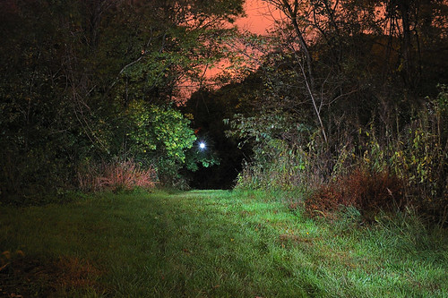 Forest 44 Conservation Area, near Valley Park, Missouri, USA - night view of trees with orange sky, lit with multiple flashes