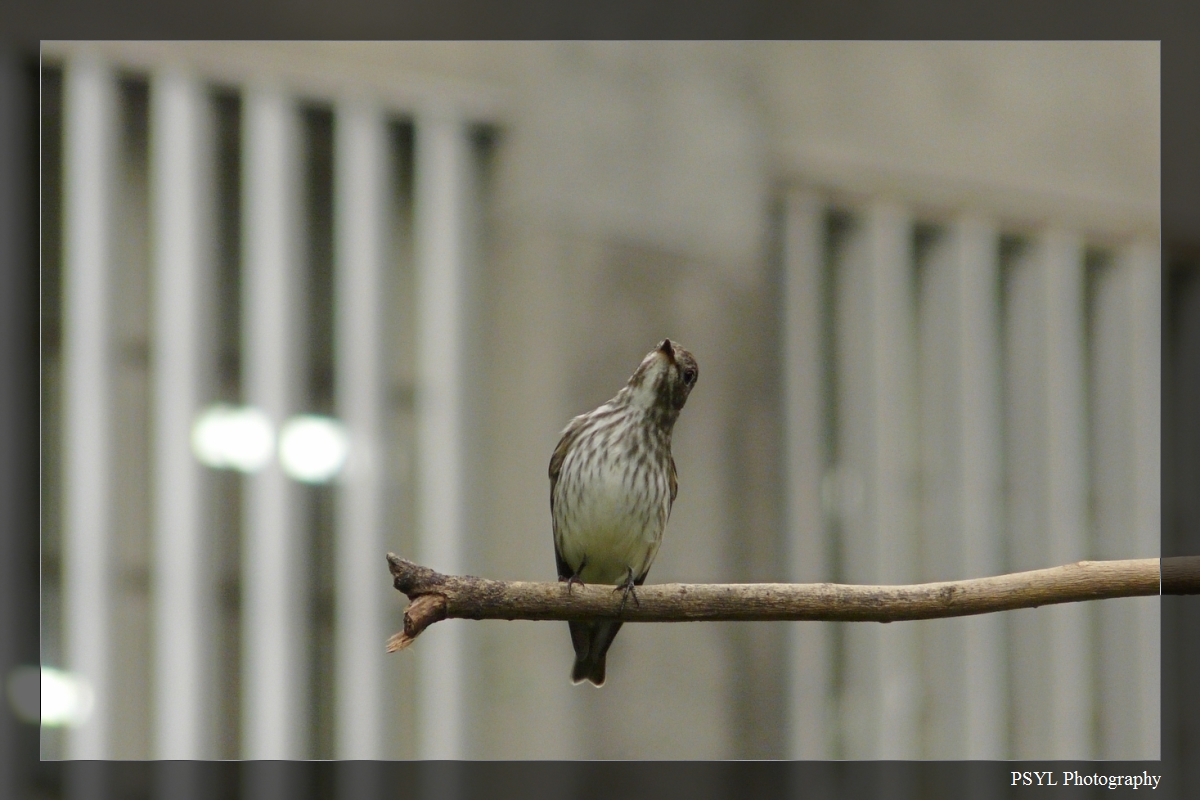 Grey-streaked Flycatcher (Muscicapa griseisticta) - 灰斑鶲