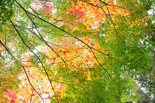 Autumn Foliage, Kakunodate(角館)