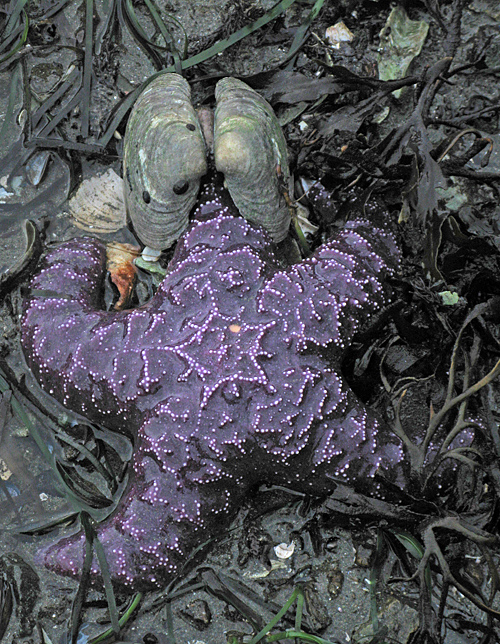 starfish with a clam costume, Kasaan, Alaska