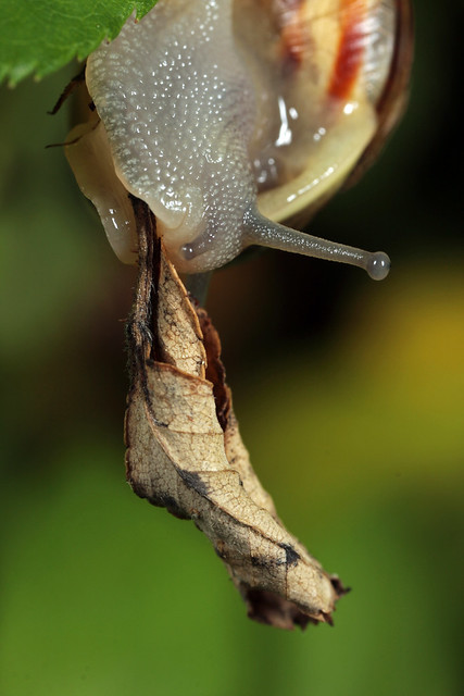 Snail with Leaf
